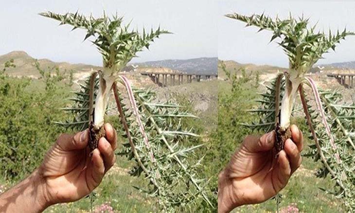 لماذا تجرّم إسرائيل قطف النباتات الطبيعية بالسجن والغرامات؟ %D8%A7%D9%84%D8%B2%D8%B9%D8%AA%D8%B1