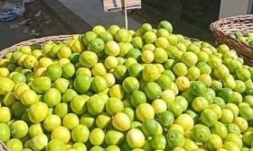 ارتفاع غير مسبوق في أسعار الليمون يثير غضب المصريين ـ (فيديو)