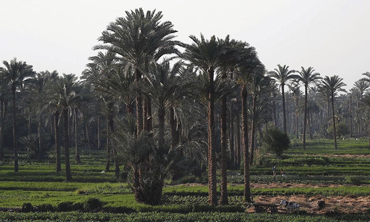مصر تقيم مزرعة نخيل شاسعة وتنافس في تصدير التمور القدس العربي