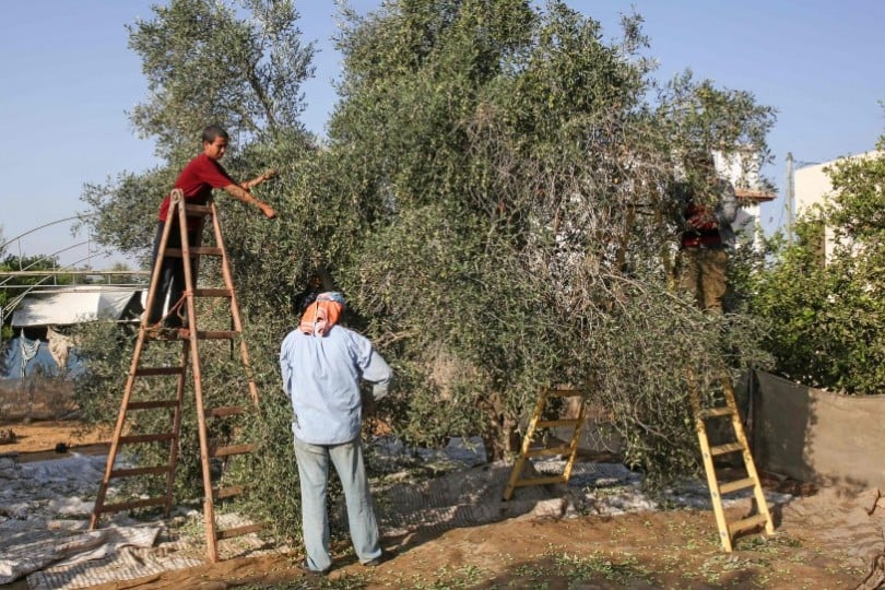 Icon16صور من موسم قطف الزيتون في فلسطين “القدس العربي”: بدأ الفلسطينيون قطف الزيتون في أ 	  نقرتين لعرض الصورة في صفحة مستقلة صور من موسم قطف الزيتون في فلسطين   “القدس العربي”: بدأ الفلسطينيون قطف الزيتون في أكتوبر/ تشرين الأول الجاري وهو الموسم السنوي ل 8-4