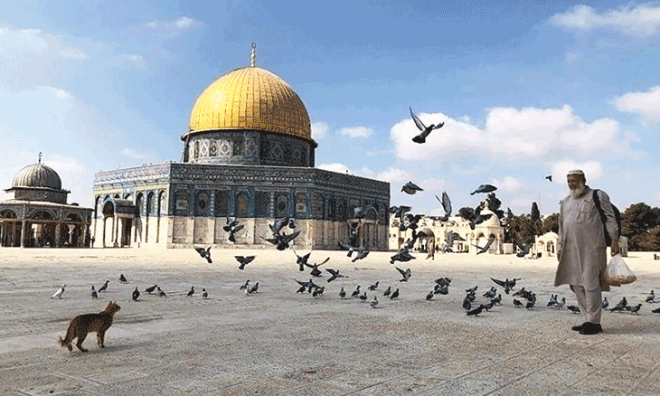 الشيخ أبو أيمن يطعم القطط والعصافير في باحات الأقصى كل يوم القدس العربي