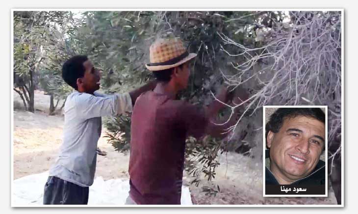 الشجرة المباركة بهجة السينما الفلسطينية بحصاد الزيتون القدس العربي