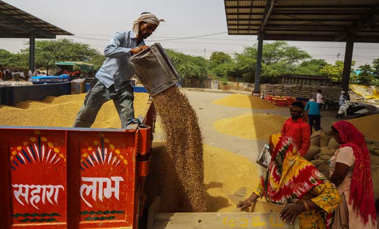موسم القمح في الهند 17ipj-15