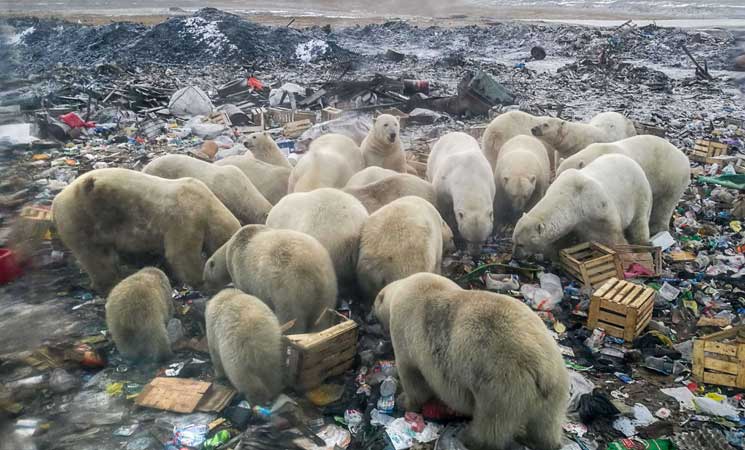 مخلفات الطعام  تشكل خطراً على الدببة القطبية 15ipj-19