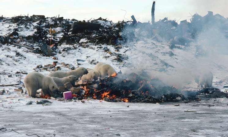 مخلفات الطعام  تشكل خطراً على الدببة القطبية 17ipj-15