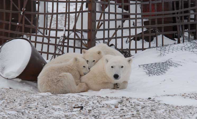 مخلفات الطعام  تشكل خطراً على الدببة القطبية 18ipj-16