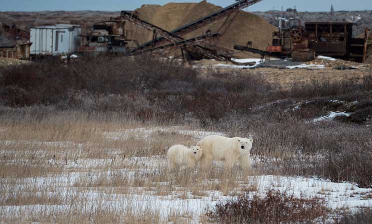 مخلفات الطعام  تشكل خطراً على الدببة القطبية 19ipj-14