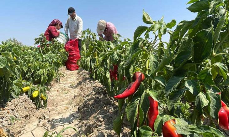 حصاد الفلفل الأحمر في هطاي التركية 26ipj-2-730x438
