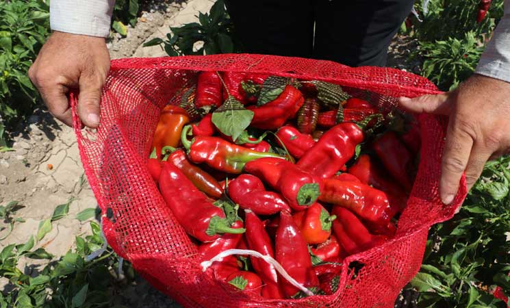 حصاد الفلفل الأحمر في هطاي التركية 27ipj-1