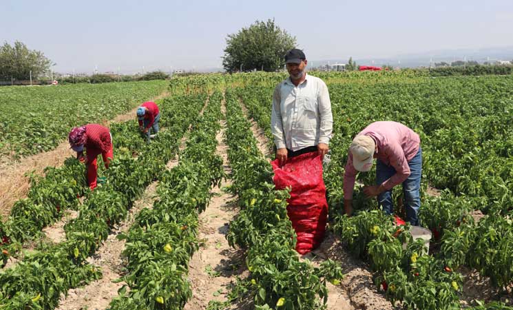 حصاد الفلفل الأحمر في هطاي التركية 29ipj-2