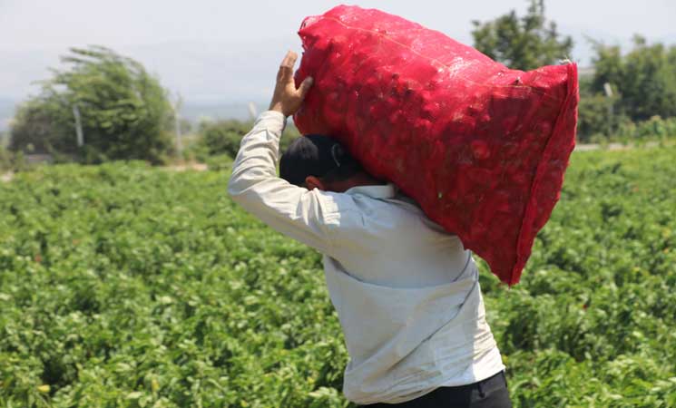 حصاد الفلفل الأحمر في هطاي التركية 31ipj-2