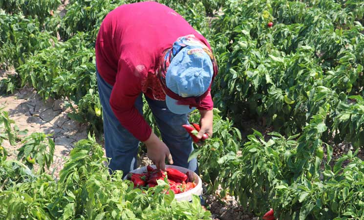 حصاد الفلفل الأحمر في هطاي التركية 32ipj