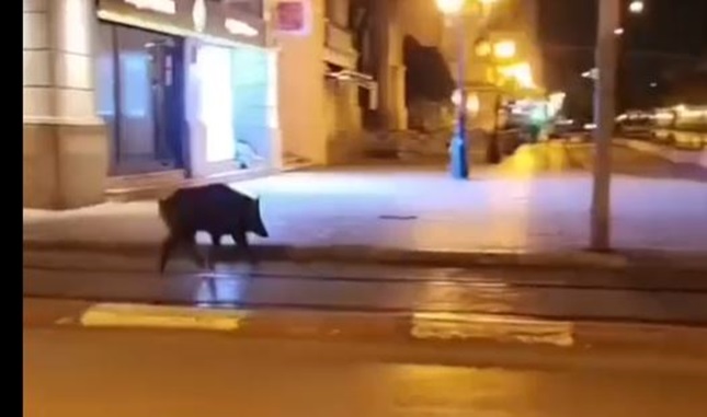 فيديو لخنزير وسط العاصمة يثير جدلاً بتونس