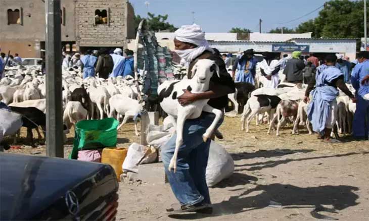 في موريتانيا.. عيد الأضحى يُنذر بفرحة منقوصة بسبب جنون الأسعار في أسواق المواشي ودكاكين الملابس