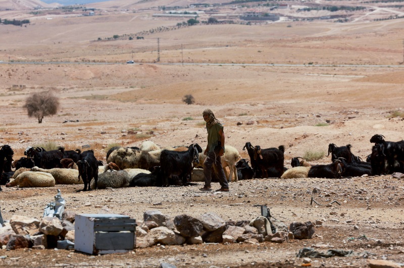 مستوطنون يقتلون عشرات رؤوس الأغنام لفلسطينيين بالأغوار