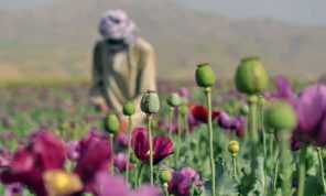 مسح للأمم المتحدة: تراجع زراعة الأفيون في أفغانستان 20% في 2025