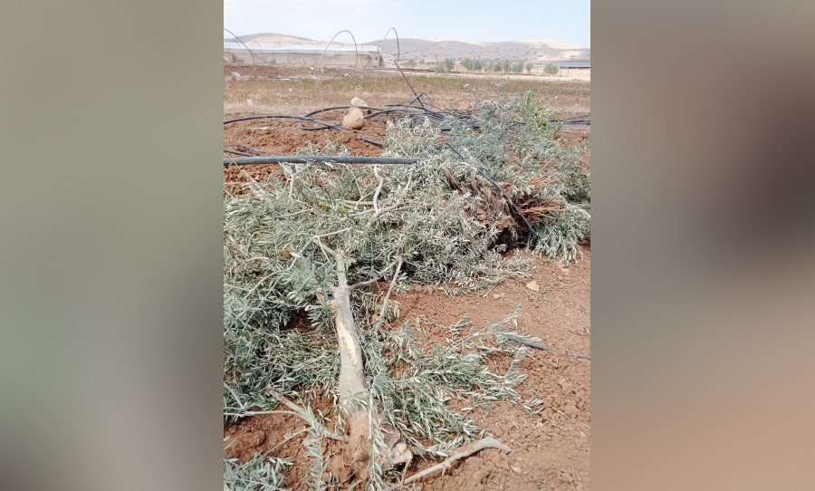 الرأس الأحمر في الأغوار الشمالية… الاحتلال يدمر المياه والزراعة (فيديو)